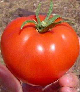 Seminte rosii Balarga (100 gr), semitimpurii, Top Harvest