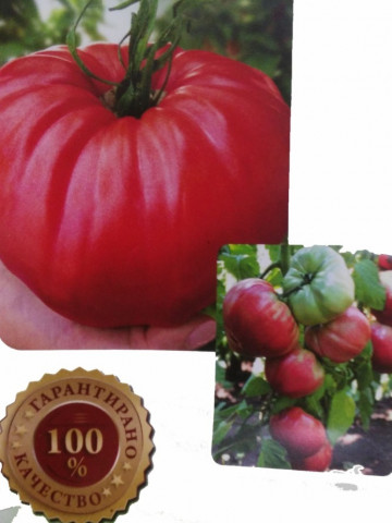 Seminte rosii de gradina gigant (1 gr), rosu de gradina, soi nedeterminat, Florian Bulgaria