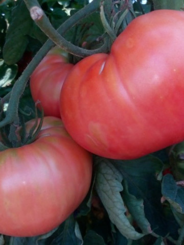 Seminte tomate Roz de Haskovo (Haskovski), 0.5 gr, soi roze nedeterminat fructe mari, gust excelent