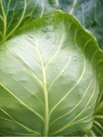 Seminte varza Green Flash (1000 seminte), timpurie, Seminis