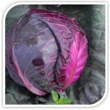 Seminte varza Merlot F1 (2500 seminte), glob uniform, agroTIP