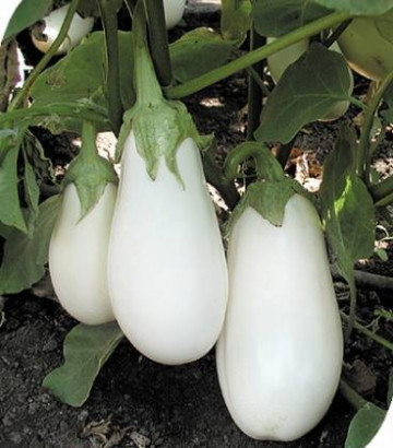 Seminte vinete albe Bibo F1 (500 seminte), vanata alba, hibrid timpuriu, Seminis