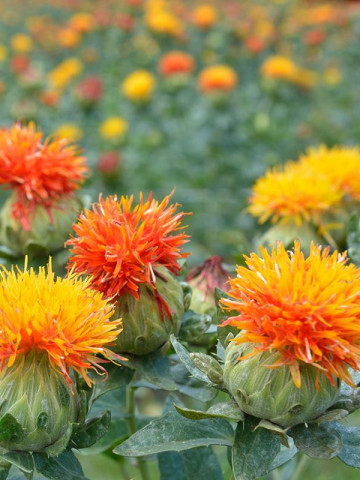 Sofranas (1.5 gr) planta anuala medicinala, flori portocalii pentru colorarea alimentelor, Agrosem