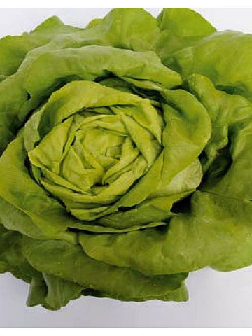 Sotalis (5000 seminte drajate) salata cu capatani foarte mari si extrem de voluminoase, culoare verde proaspat, Bejo