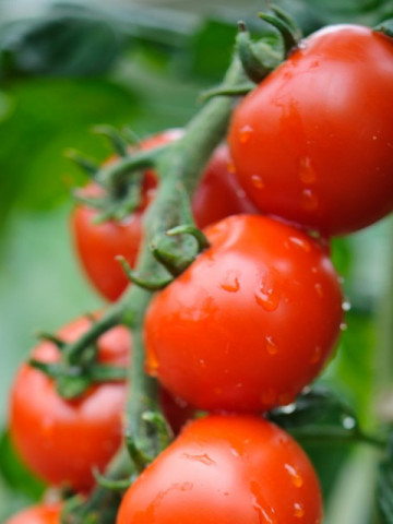 Spencer (30 seminte) de tomate cherry soi gustos, Seklos