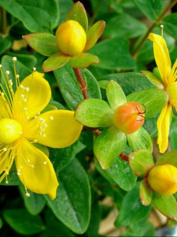 Sunatoare Medicinala (1200 seminte) de planta perena sunatoare, Agrosem