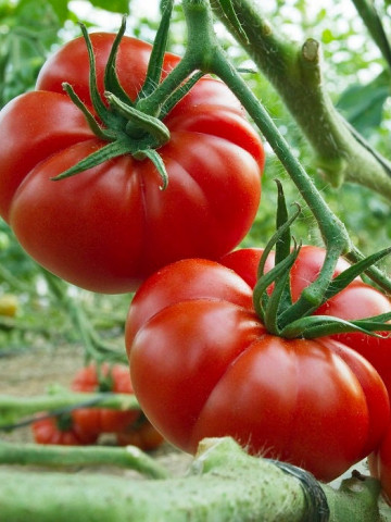 Super Marmande (150 seminte) tomate crete mari, productie ridicata tip Beef, Sem Luca