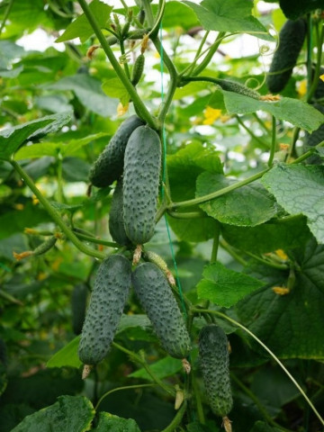 SV 4097 CV F1 (250 seminte) castraveti tip cornichon, Seminis