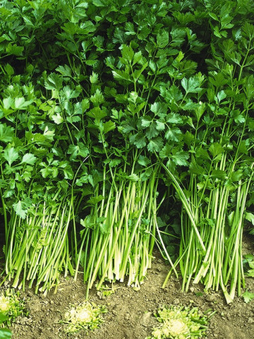 Telina de Frunze (1 kg), seminte de telina aromata de frunze, Agrosem