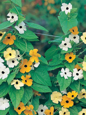 Thunbergia mix (0.5 gr) planta anuala urcatoare, Agrosem