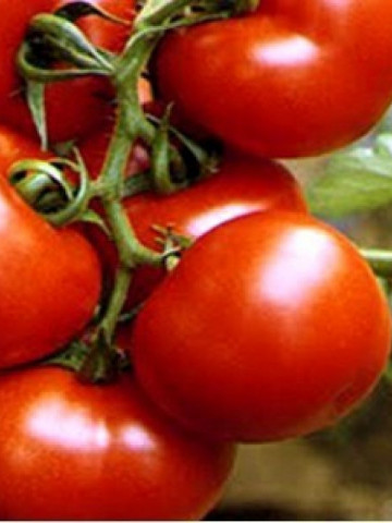 Tomate Buzau 4 (80 seminte) seminte de rosii de la Agrosem