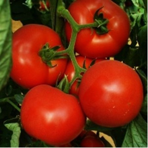 Tomate Tolin F1 - 500 seminte de rosii nedeterminate timpurii Syngenta