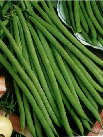 Tonivert (500 gr) seminte fasole verde cilindrica fideluta pitica de gradina, 4 Agro