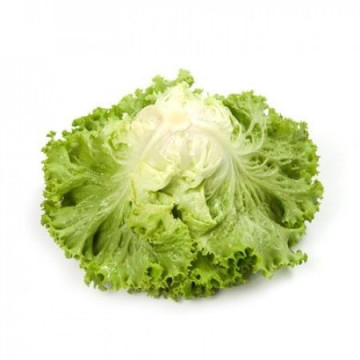 Tourbillon - 1000 sem - Seminte drajate de salata tip Batavia ce se preteaza a fi cultivata cu primavara devreme si pana toamna cu frunze verde deschis si aspect excelent de la Rijk Zwaan