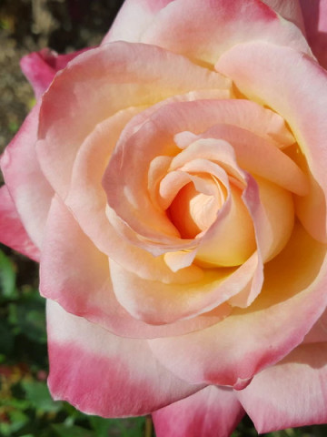 Trandafir Teahybrid Princesa, butasi de trandafiri cu flori mari, foarte parfumate, intr-o combinatie exceptionala de galben-crem si rosu-coral, Yurta
