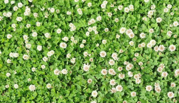 Trifoi Alb tip Pitic (500 gr) Seminte de Trifoi Alb Calitate Superioara Trifoi Alb Mefim Agro