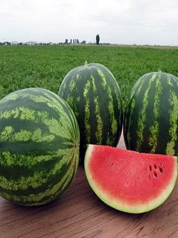 Trophy F1 - 500 sem - Seminte de pepene verde tip crimson 8 -11 kg miez rosu aprins si seminte mici de la Nunhems