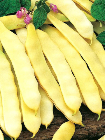 Tytania (100 grame) fasole pitica, fara ate, gustoasa si crocanta, Agrosem
