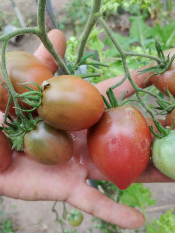 Ukrainean Purple (30 seminte) rosii prunisoare de culoare purpuriu-negru, gust dulce, Anglia