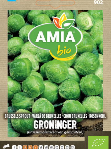 Varza de Bruxelles Groninger BIO (600 seminte) de varza ECO, certificate ecologic, AMIA