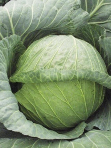 Varza Glory of Enkhuizen (1 kg) seminte de varza de vara soi semitimpuriu, Agrosem