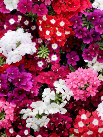 Verbena urzicuta (0.3 g) seminte de planta cu flori viu colorate in inflorescente compacte, Horti Tops
