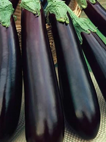 Violetta lunga (400 seminte) de vinete lungi, violet inchis, Prima Sementi