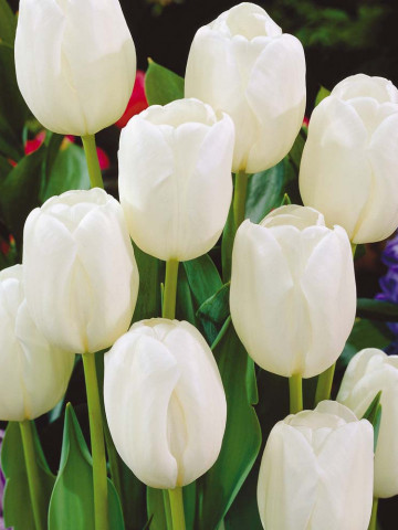 White Dream (8 bulbi), lalele alb imaculat, bulbi de flori