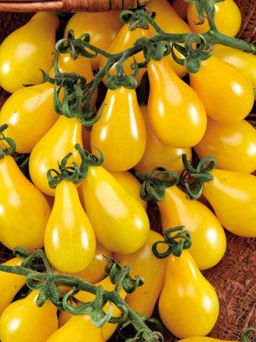 Yellow Pearshaped Snack (150 seminte) rosii timpurii galbene cu fructe mici pentru salata, tip para, Agrosel
