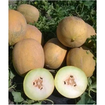 ZKI 11320 F1 - 100 sem - Seminte de pepene galben cu gust si aroma placuta de la Zki