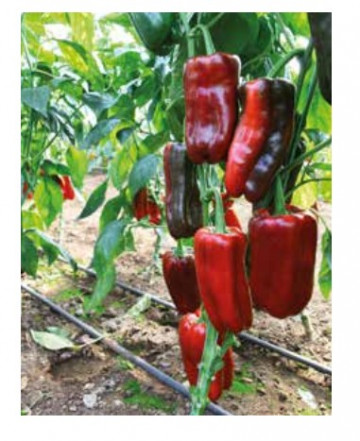 133 - 414 F1 (1000 seminte) de ardei capia ce isi modifica culoarea din verde inchis in rosu la coacere foarte productiv, Yuksel