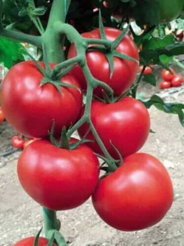 142-231 F1 (1000 seminte) rosii nedeterminate, fructe rotunde, usor ovale, de culoare roșu intens la maturitate, Yuksel