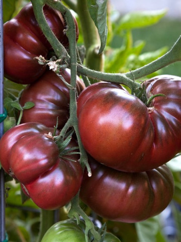 Negre de Tula (Black from Tula) – 1 gr – Seminte Tomate Negre de Tula Nedeterminate Mari Extratimpurii Soi Deosebit de Gustos