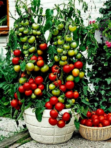 Balkonzauber - 0.5 gr - Seminte Rosii de Balcon tip Cherry cu Fructe mici rotunde dulci si gustoase de la Laktofol