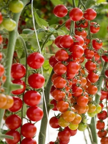 Tredicy F1 - 500 sem - seminte rosii tip cherry legare foarte buna gust excelent de la Syngenta
