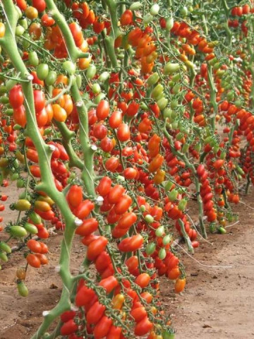 Lobello F1 - 500 sem - Seminte de rosii cherry crestere nedeterminata cu fructe alungite de culoare rosie ce rezista foarte bine la variatiile de temperatura productie timpurie si aroma remarcabila de la Esasem