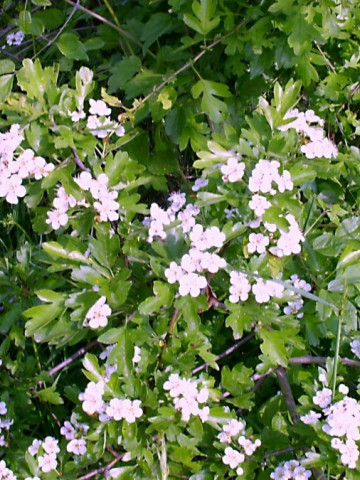 Oregano alb Medicinala (Maghiran de Iarna) (0.15 grame) seminte Plante Medicinale de la Opal