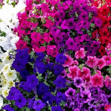 Petunie curgatoare mix (1600 seminte), petunia planta anuala de flori curgatoare