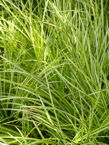 Acorus Oborozuki (ghiveci 1,5 l), iarba ornamentala frunze variegate galben cu verde