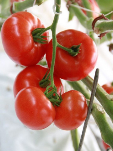 Admiro F1 (500 seminte) de rosii cu crestere nedeterminata, De Ruiter Seeds