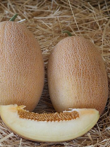 Ahlam F1 - 500 sem - Seminte de pepene galben de tip Ananas cu fruct oval-alungit si coaja galbena cu aspect de plasa iar pulpa este alba zemoasa si dulce ajungand la o greutate medie de 3 kg de la Enza Zaden