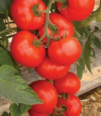 Amerigo F1 (1000 seminte) tomate extratimpurii nedeterminate, Sakata
