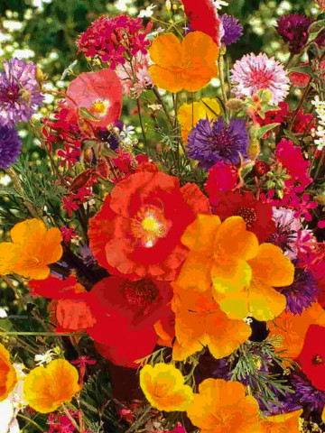 Amestec flori pentru jardiniere (0,75 g), seminte de flori anuale pentru spatii restranse, Agrosem