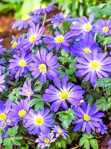 Anemone albastre Blue Shades (15 bulbi), anemone albastre, aspect tufa, bulbi de flori