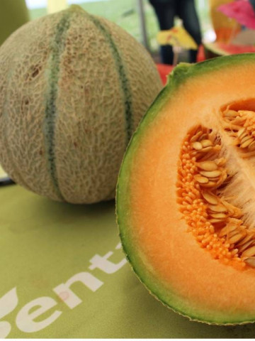 Arapaho F1 (500 seminte) pepene galben tip cantalup rotund miez portocaliu gust si aroma excelenta pastrare indelungata, Syngenta