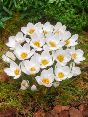 Ard Schenk (10 bulbi), brunduse alb cu galben, bulbi de flori