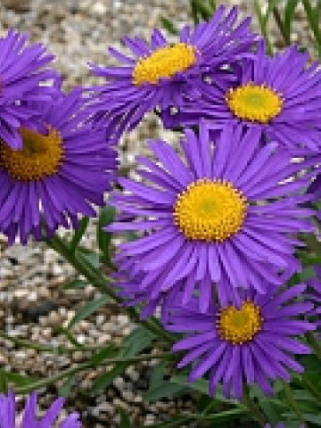 Aster alpinus Violet (in ghiveci de 1 L), rasad de Ochiul Boului cu flori colorate in violet-albastru cu centrul galben