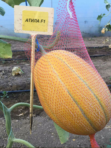 Atila F1 (600 seminte) pepene galben bulgaresc feliat, semi-timpuriu, pulpa crocanta, fruct 3 - 4 kg, Florian