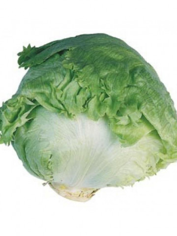 Aviram (1000 seminte) de salata tip Eisberg 300-700 gr recomandata pentru vara, Hazera