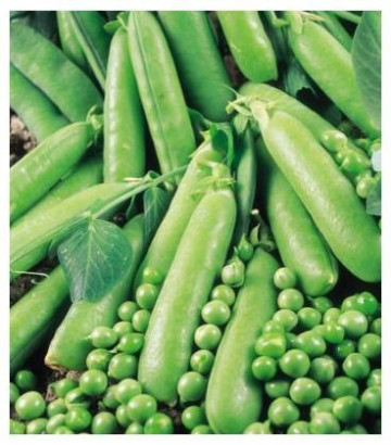 Avola F1 (5000 seminte) mazare timpurie, Seminis